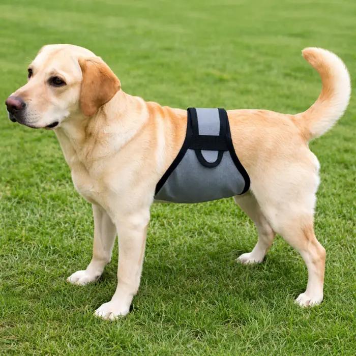 Nouvelles couches d'apprentissage pour chiens mâles
