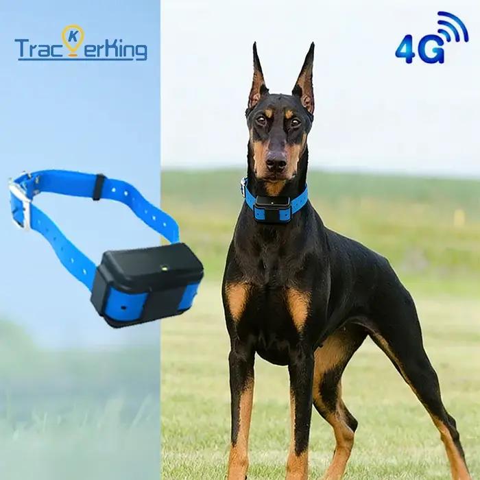 Collier GPS pour chien de chasse