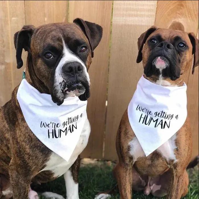 Bandana Annonce Grossesse Humour Je Reçois Un Chien Humain Fête Prenatale Cadeau Accessoires Photo Occasions Spéciales