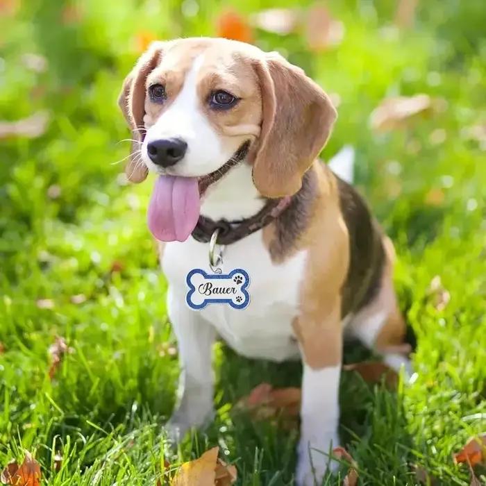 Étiquette d'identification Double face personnalisée pour chien et chat