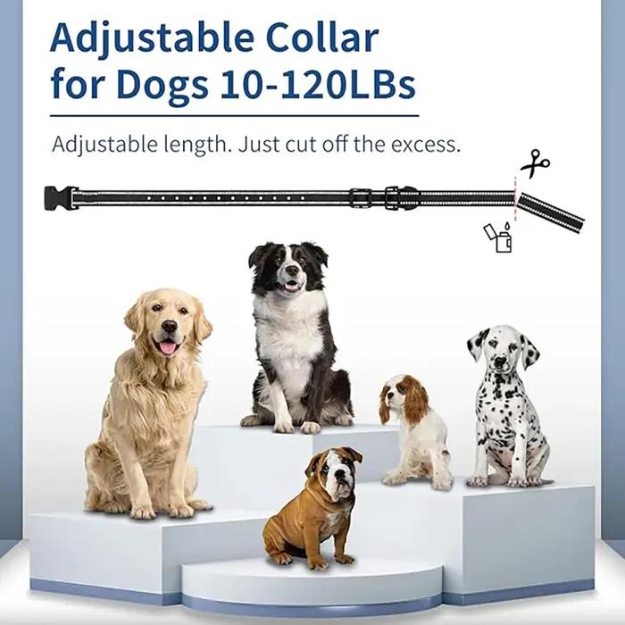 Collier de dressage pour chien