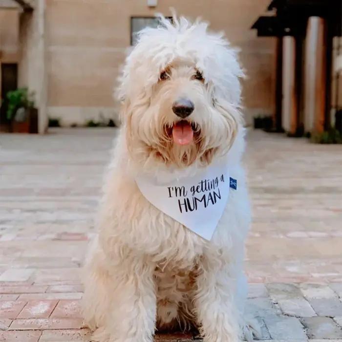 Bandana Annonce Grossesse Humour Je Reçois Un Chien Humain Fête Prenatale Cadeau Accessoires Photo Occasions Spéciales