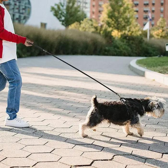 Laisse de dressage de chien en cuir véritable souple pour petites étudiés