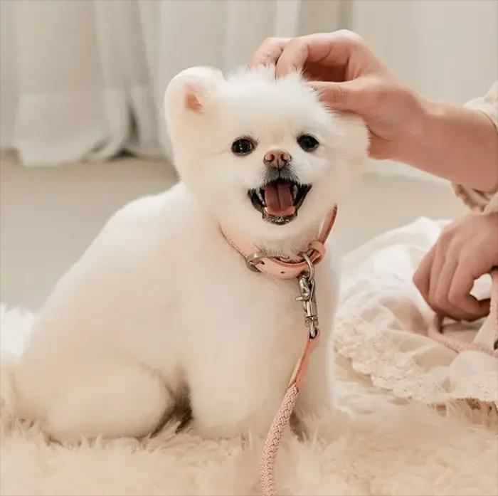 Ensemble collier et laisse tressé en cuir PU et nylon pour chiots et petits animaux de compagnie élégant pour occasions spéciales