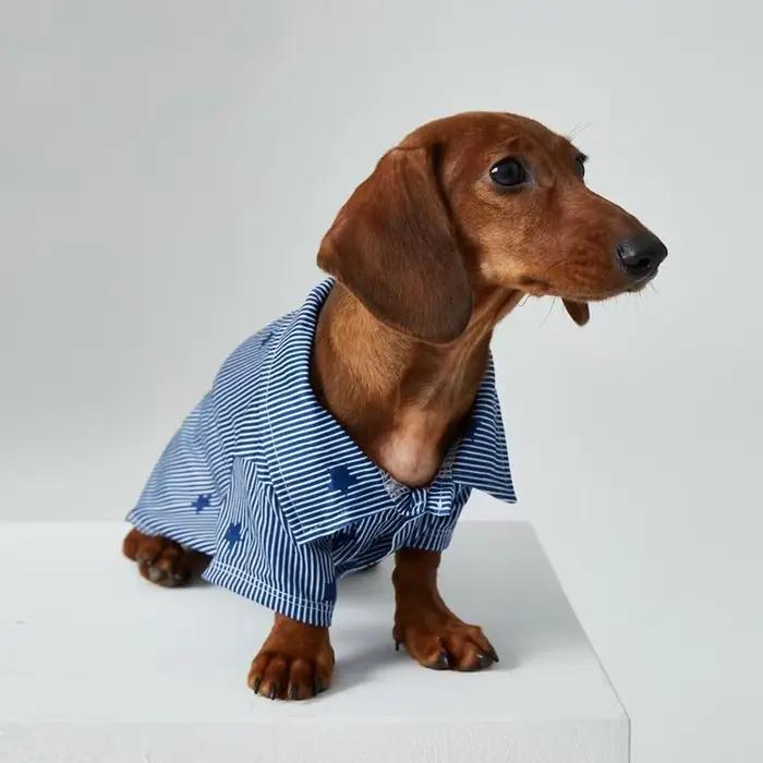 T-Shirt étoile rayé Style Gentleman britannique pour chiens saucisses printemps automne