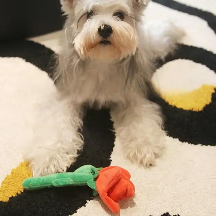 Jouets pour chiens comparés à l'ours