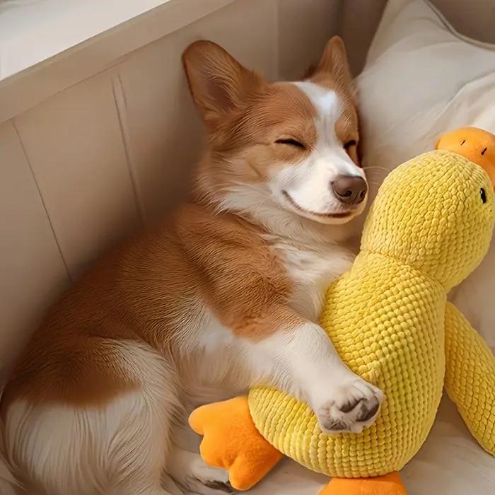 Canard apaisant pour chien
