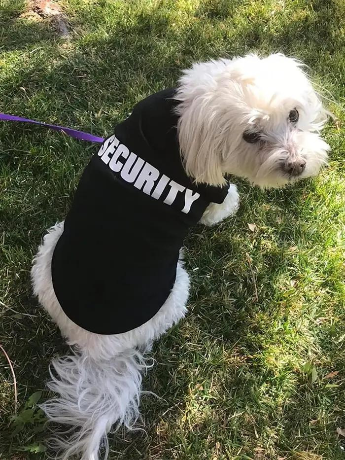 Vêtements de sécurité pour chiens, vêtements d'été pour animaux de compagnie, gilet pour petits chie