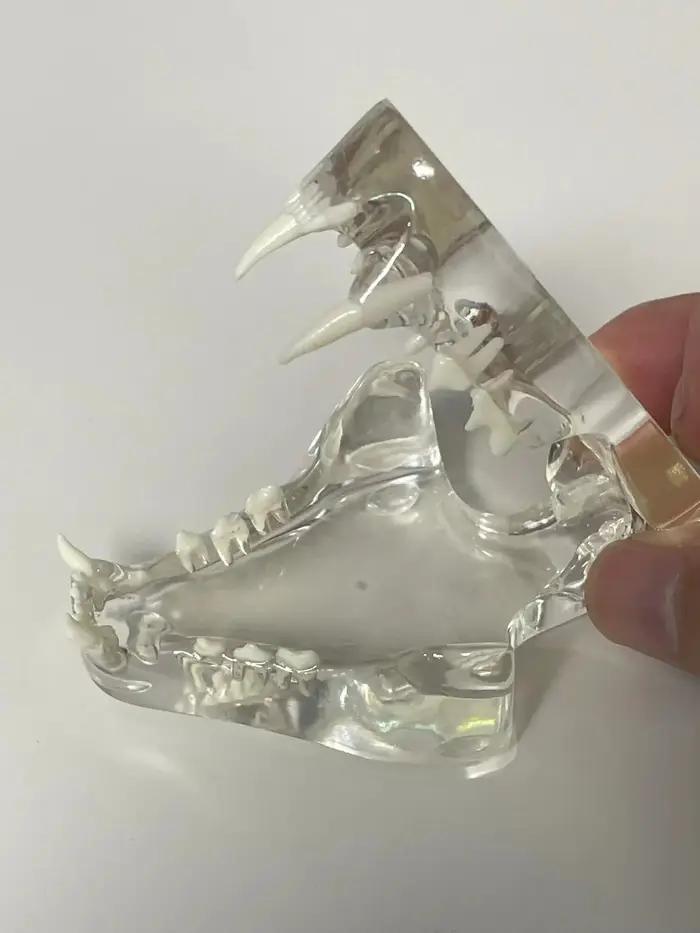 Dents de chien et de chat claires, modèle anatomique, mâchoire orale d'animal dentaire pour l'éducation, canine, bureau vétérinaire, décoration Unique, démo