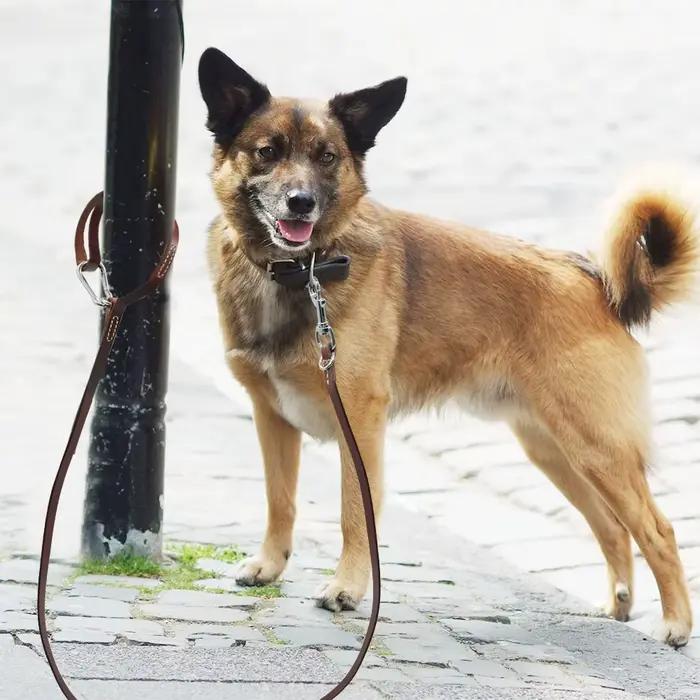 Laisse en cuir pour chien Pitbull, laisse Durable pour grand chien avec boucle d'alpinisme, laisse pour animaux de compagnie en plein air pour chiens de taille moyenne et grande