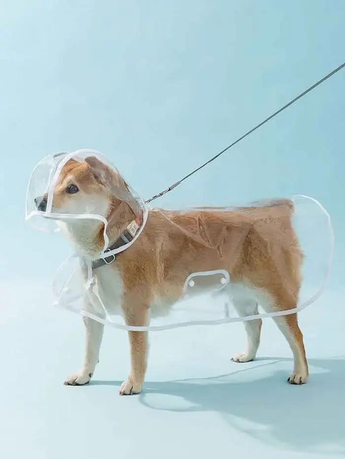 Chiens saute, imperméable transparent avec chapeau