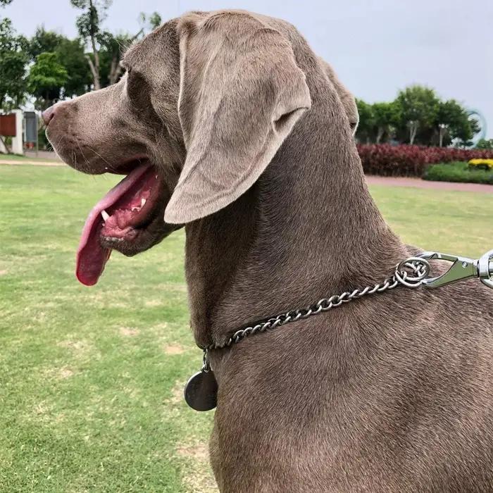 Collier de chaîne pour chien en argent Durable