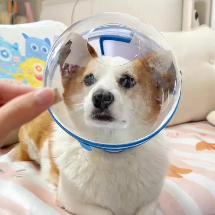 Collier anti-morsure Space Dog Elizabethan pour Corgis aveugles – Accessoires pour animaux de compagnie