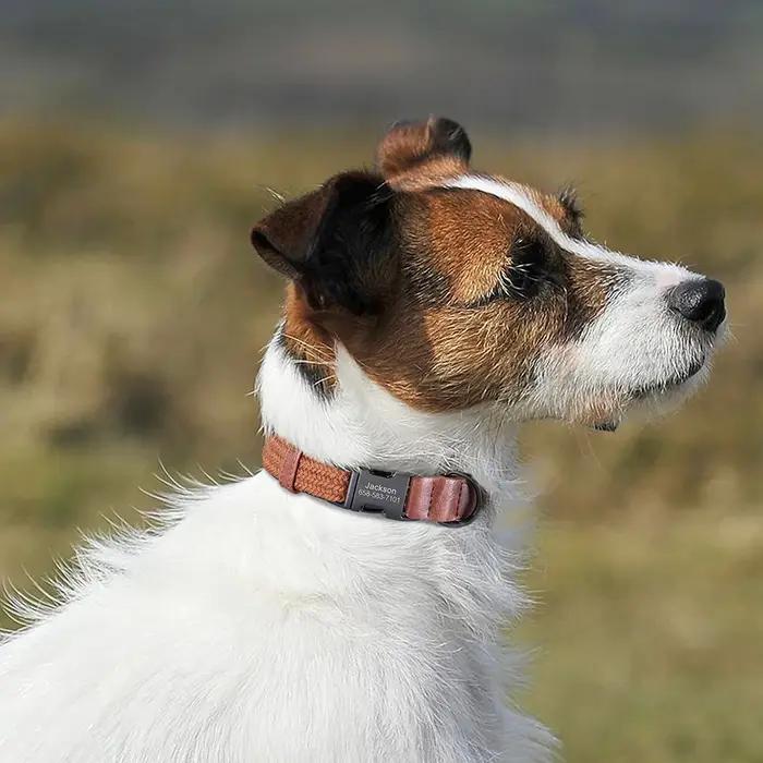 Collier de chien personnalisé en nylon durable pour chien