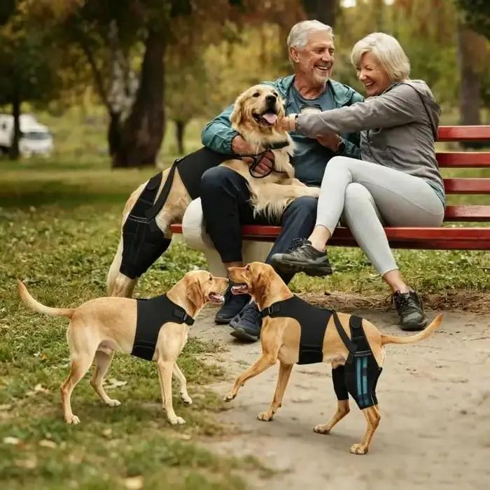 Attelle soutien jambe arrière pour chien
