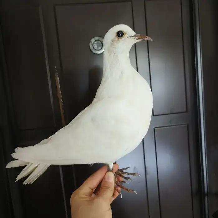 Support de taxidermie de Pigeon hyper-réaliste-échantillon réaliste pour la décoration intérieure