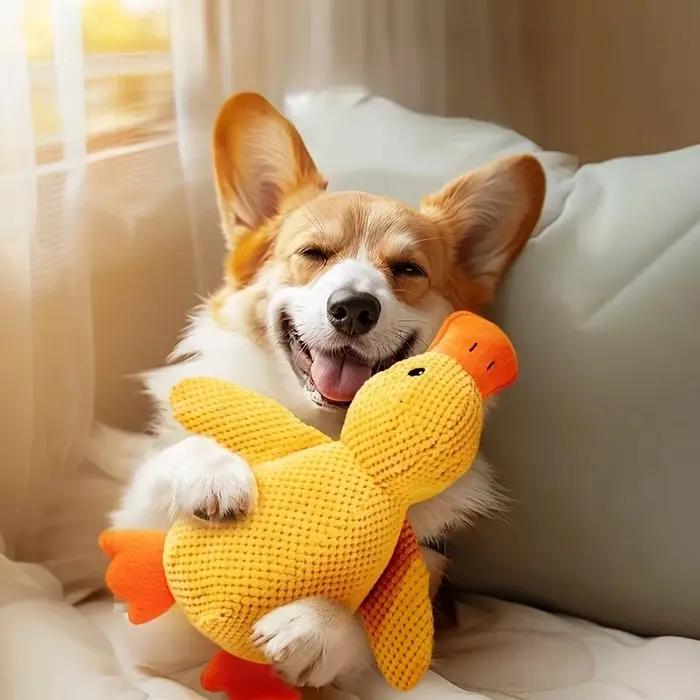 Canard apaisant pour chien