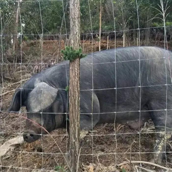 20 mètres 10-25cm écart bétail Anti vache cochon cerf chèvre poulailler Net élevage articulé champ fil civière ferme clôture