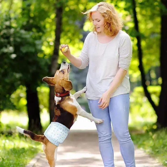 Couches Super Absorbantes pour Animaux de Compagnie