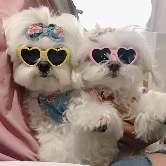 Lunettes de soleil créatives pour chiens avec protection UV et styles élégants pour promenades et occasions spéciales