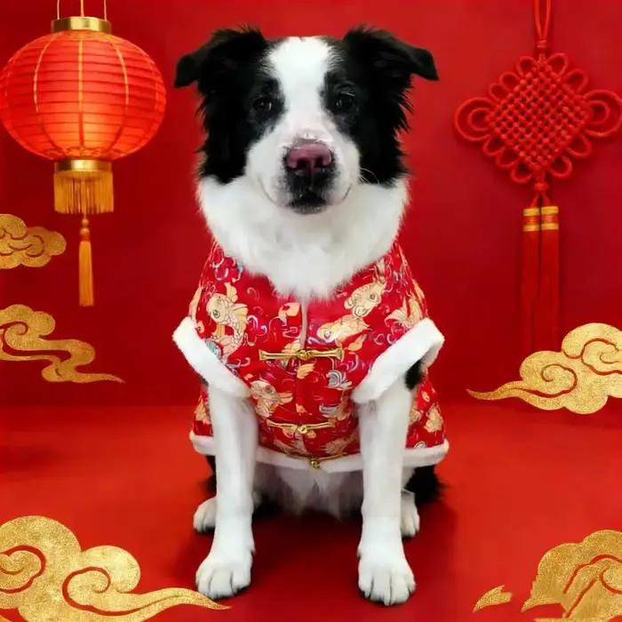 Vêtements pour animaux de compagnie à motifs traditionnels chinois