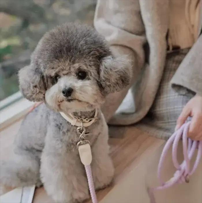 Ensemble collier et laisse tressé en cuir PU et nylon pour chiots et petits animaux de compagnie élégant pour occasions spéciales