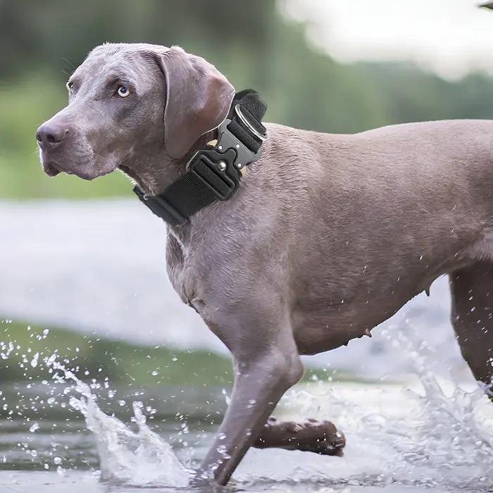 Collier tactique pour chiens de taille moyenne à grande taille