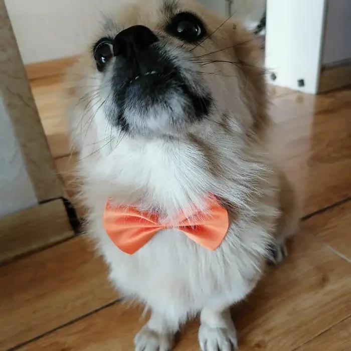 Nœuds papillon colorés pour chats et chiens