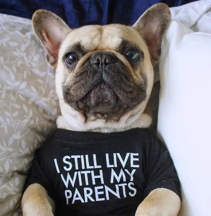 Vetement respirant en tissu pour chiens petite taille printemps etete design unique lettres douces imprimées style mode occassions speciales