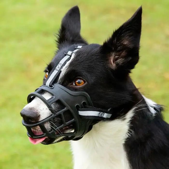 Muselière réglable pour chien