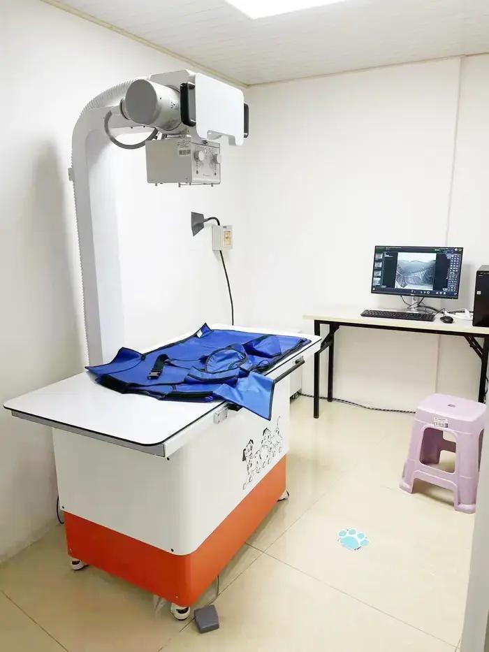 Chien chat animal de compagnie X Ray médical