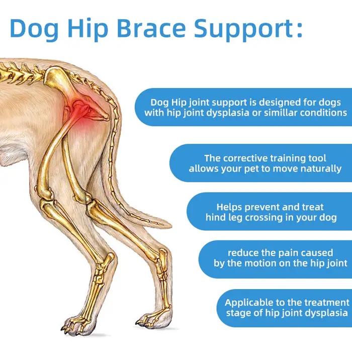 Bande orthopédique de récupération de haute qualité pour pattes arrière de chiens