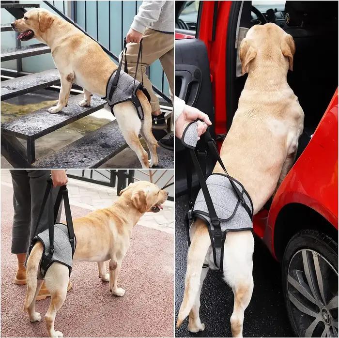 Sangle de Jambe de Chien Pour Invalidité Couverture Abdominale Solide Aide à la Marche Postopératoire Convalescence Assistance Post-Chirurgicale Occasions Spéciales