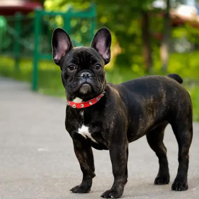 Collier de chien à pointes pour chiens de petite race