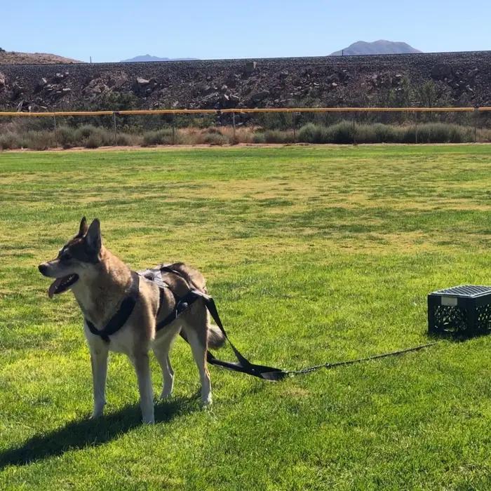 Laisse de traction robuste pour chien de travail