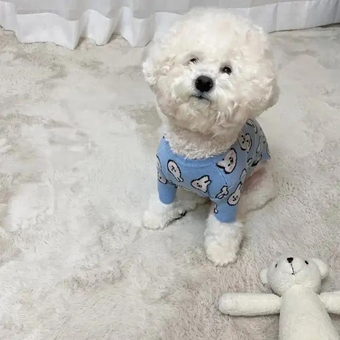 Pull tricoté pour chien Blue Rabbit, vêtements d'automne et d'hiver, chemise de base pour chat Teddy, pull chaud pour chiot XS-XL
