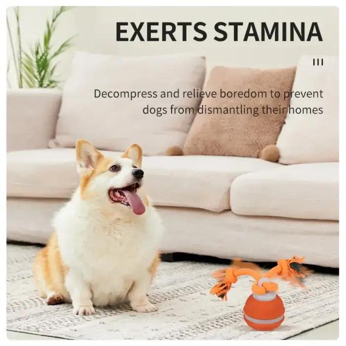 Balle pour animaux de compagnie pour chiens