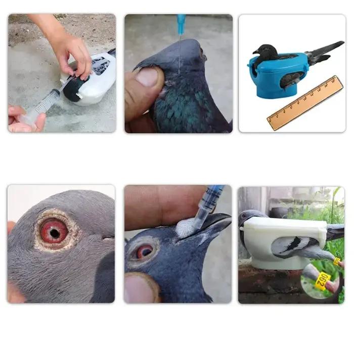 Équipement pour pigeons