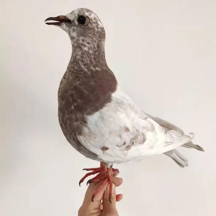 Support de taxidermie de Pigeon hyper-réaliste-échantillon réaliste pour la décoration intérieure
