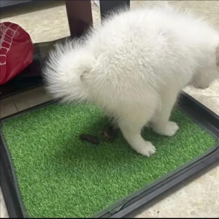 Tapis de pelouse de chien de toilette
