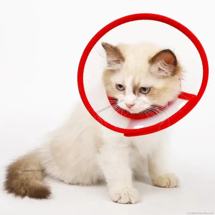 Chirurgie Anti-morsure pour animaux de compagnie