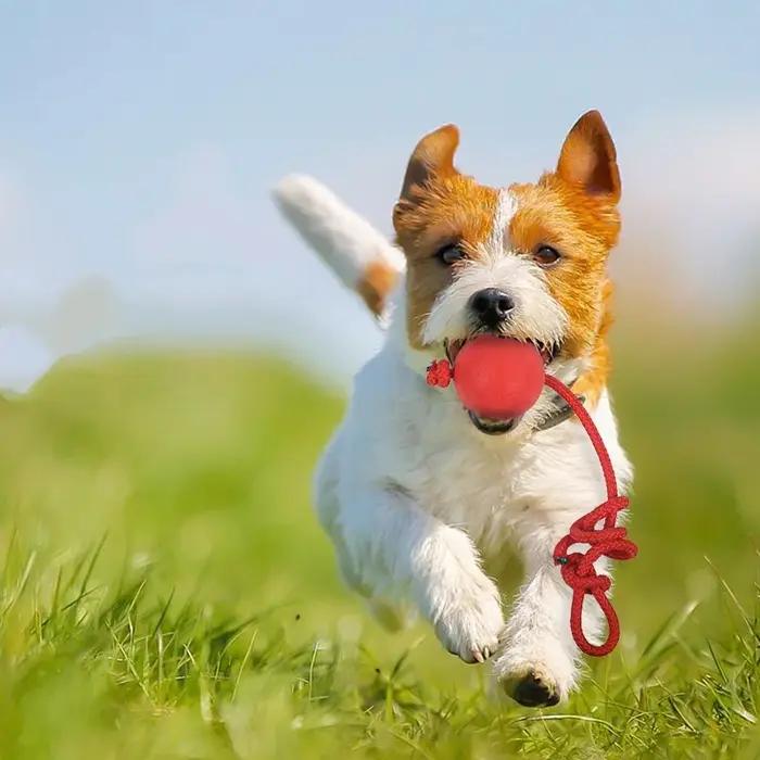 Balle indestructible pour chien jouet à mâcher résistant à l'eau en caoutchouc cordelette pour jeu interactif et promenade en plein air