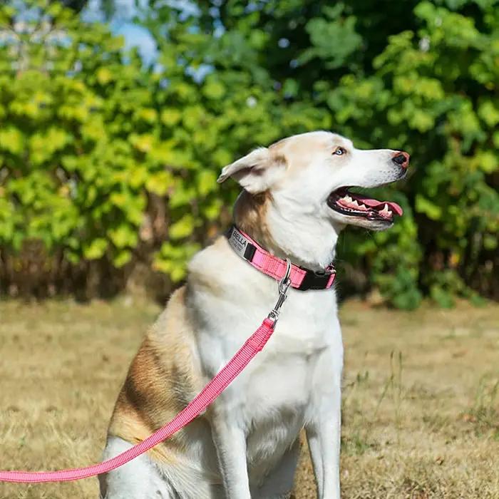 Colliers de chien réfléchissants personnalisés gravés