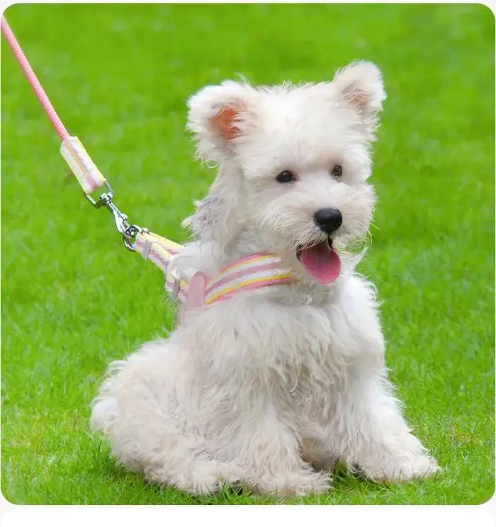 Harnais Anti-Traction PUOU Sangles Rayées Pastel pour Chiots et Petits Chiens Occasions Spéciales Balades Décontractées Aventures En Plein Air