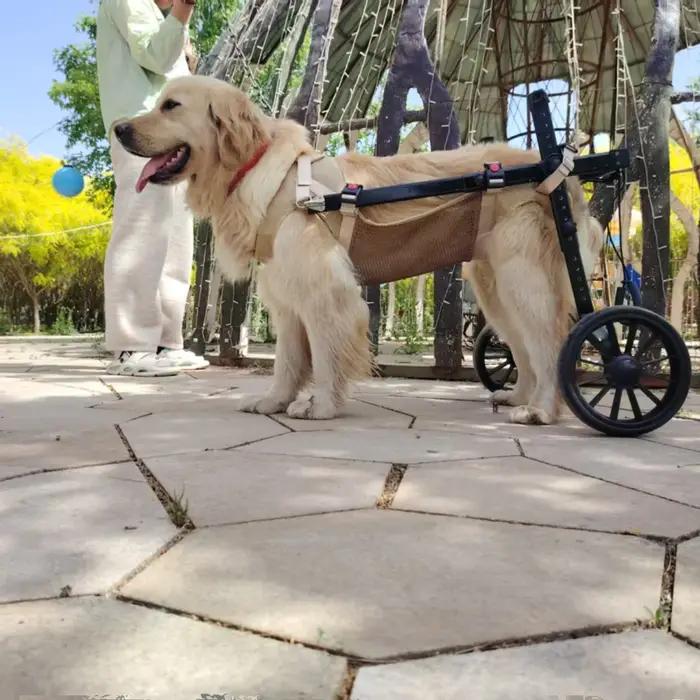 Assistance de rééducation de grand chien de voiture de handicap de fracture