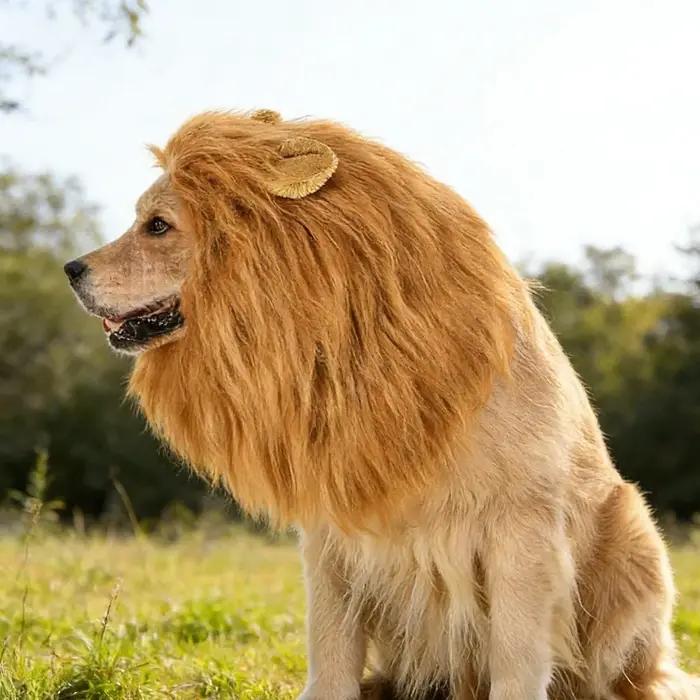 Chapeau de lion amusant pour chiens