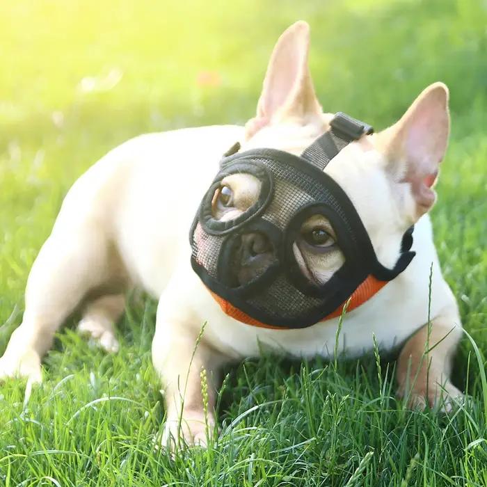 Muselière anti-vol et anti-morsure pour chiens