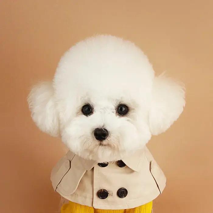 Teddy Bichon Corgi-Écharpe de bouche à sangle de style anglais pour chiens, collier de chien, mantea