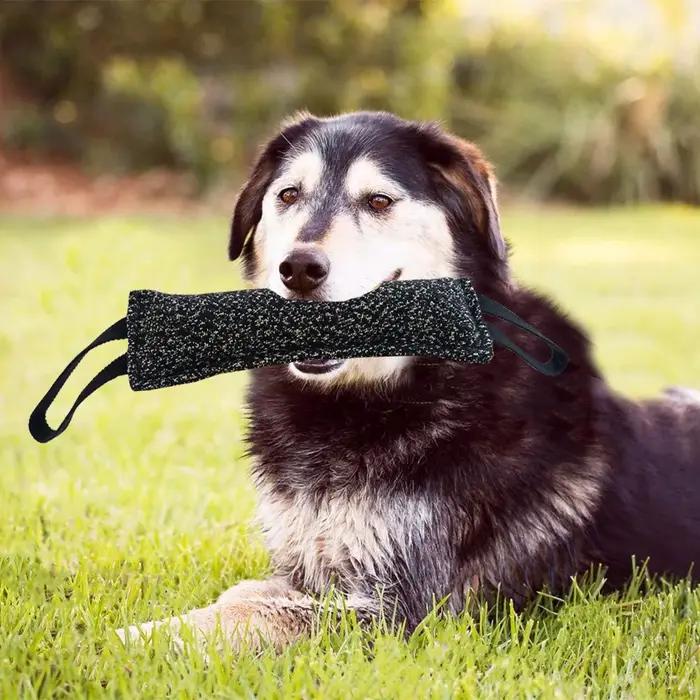 Jouets molaire interactifs pour animaux de compagnie