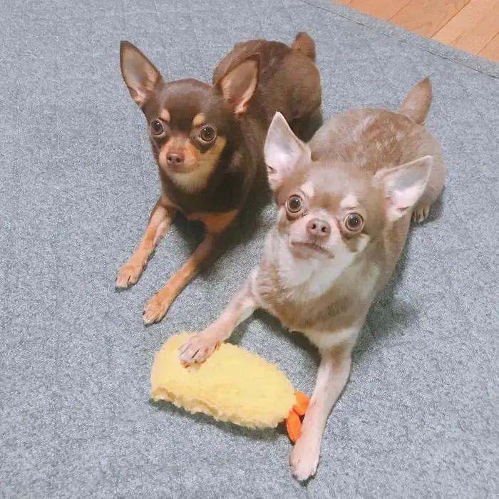 Jouet en peluche mignon pour animal de compagnie